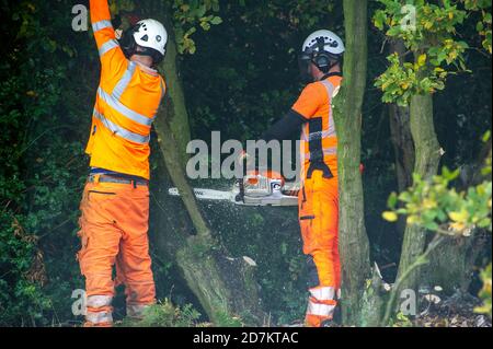 Grim's Ditch, Aylesbury Vale, Royaume-Uni. 23 octobre 2020. HS2 a été l'abattage d'arbres dans la Sorcière de Grim aujourd'hui près de Jones Hill Wood. Les militants écologistes anti HS2 affirment que HS2 n'a pas le permis d'abattage correct chez Grim's Ditch et qu'il était donc possible qu'il commet un crime contre la faune. Des recherches archéologiques antérieures sur la Sorcière de Grim, un refuge pour la faune sauvage, remontent à l'âge de fer. Le très controversé train à grande vitesse HS2 de Londres à Birmingham relie 108 anciennes terres boisées, 33 SSSI et 693 zones fauniques en péril. Crédit : Maureen McLean/Alay Live News Banque D'Images