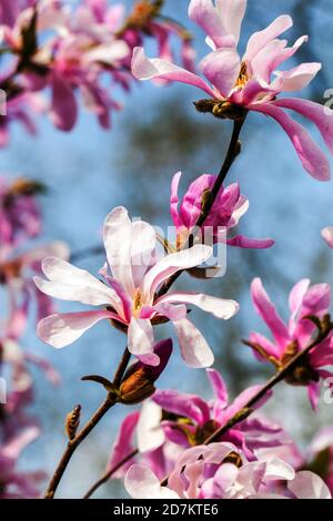 Printemps fleur bleu ciel Magnolia rosea Banque D'Images