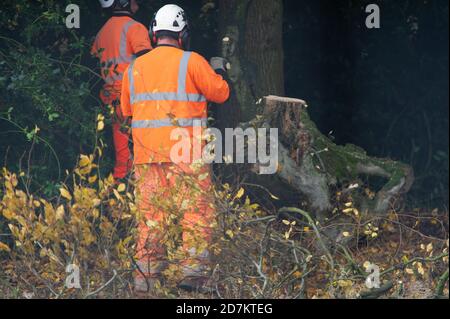 Grim's Ditch, Aylesbury Vale, Royaume-Uni. 23 octobre 2020. HS2 a été l'abattage d'arbres dans la Sorcière de Grim aujourd'hui près de Jones Hill Wood. Les militants écologistes anti HS2 affirment que HS2 n'a pas le permis d'abattage correct chez Grim's Ditch et qu'il était donc possible qu'il commet un crime contre la faune. Des recherches archéologiques antérieures sur la Sorcière de Grim, un refuge pour la faune sauvage, remontent à l'âge de fer. Le très controversé train à grande vitesse HS2 de Londres à Birmingham relie 108 anciennes terres boisées, 33 SSSI et 693 zones fauniques en péril. Crédit : Maureen McLean/Alay Live News Banque D'Images