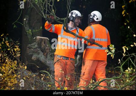 Grim's Ditch, Aylesbury Vale, Royaume-Uni. 23 octobre 2020. HS2 a été l'abattage d'arbres dans la Sorcière de Grim aujourd'hui près de Jones Hill Wood. Les militants écologistes anti HS2 affirment que HS2 n'a pas le permis d'abattage correct chez Grim's Ditch et qu'il était donc possible qu'il commet un crime contre la faune. Des recherches archéologiques antérieures sur la Sorcière de Grim, un refuge pour la faune sauvage, remontent à l'âge de fer. Le très controversé train à grande vitesse HS2 de Londres à Birmingham relie 108 anciennes terres boisées, 33 SSSI et 693 zones fauniques en péril. Crédit : Maureen McLean/Alay Live News Banque D'Images