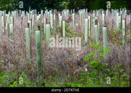 Grim's Ditch, Aylesbury Vale, Royaume-Uni. 23 octobre 2020. De nouveaux jeunes arbres plantés par le HS2 dans le cadre de leur plan d'atténuation, cependant, beaucoup de jeunes arbres sont morts. HS2 a été l'abattage d'arbres dans la Sorcière de Grim aujourd'hui près de Jones Hill Wood. Les militants écologistes anti HS2 affirment que HS2 n'a pas le permis d'abattage correct chez Grim's Ditch et qu'il était donc possible qu'il commet un crime contre la faune. Des recherches archéologiques antérieures sur la Sorcière de Grim, un refuge pour la faune sauvage, remontent à l'âge de fer. Le très controversé train à grande vitesse HS2 de Londres à Birmingham relie l'ancien 108 Banque D'Images