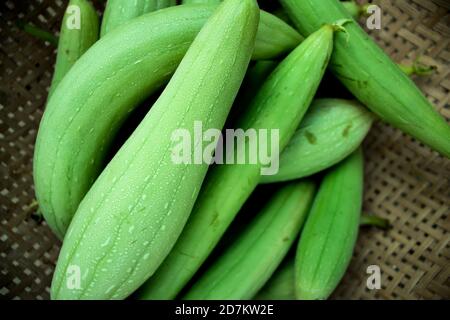 Gourd éponge vert pur ou Luffa cylindrica la Gourd éponge Concombre égyptien Banque D'Images