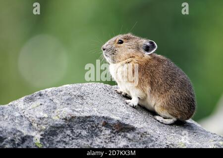 Pika américaine (princeps d'Ochotona) assise sur un rocher, parc national du Mont Rainier, Washington, États-Unis Banque D'Images