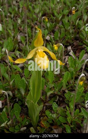 Amérique du Nord; États-Unis; Alaska; plantes; fleurs sauvages; Slipper de lady jaune; Cypripedium parviflorum Banque D'Images