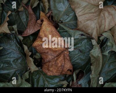 Pile de feuilles colorées sèches de platanus acerifolia (london planetree). Couleurs de l'automne. Prise de vue macro en hauteur. Banque D'Images