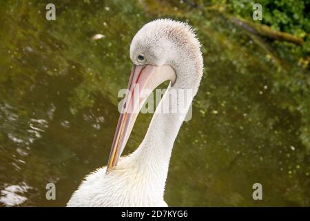 Image d'un pélican australien, nom scientifique Pelecanus oscillatus Banque D'Images