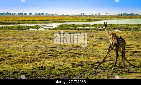 Girafe africaine se penchant vers le bas de l'eau potable avec des oiseaux sur le dos admirant la vue sur le delta de l'Okavango au Botswana Afrique vue sur le safari de luxe tandis Banque D'Images