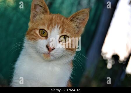 Chat coloré avec ses yeux beaux et verts. Photos de chat en gros plan. Les chats mignons se posent comme des poses à la machine photo Banque D'Images