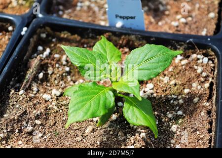 Vue de dessus d'une jeune plante de poivre Banque D'Images