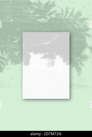La lumière naturelle projette les ombres de la branche de Rowan à la verticale Feuille A4 de papier blanc texturé Banque D'Images