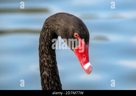 Cygne noir Cygnus atratus Sydney, Nouvelle-Galles du Sud, Australie 24 octobre 2019 Adulte Anatidae Banque D'Images