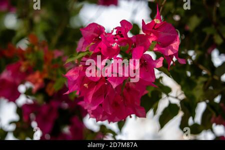 Belle branche de fleurs de bougainvilliers rose magenta avec un arrière-plan sombre et flou Banque D'Images