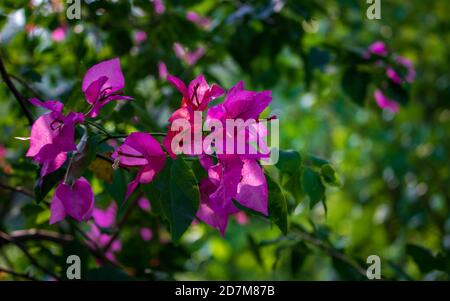 Belle branche de bougainvilliers magenta fleurs et feuilles avec un arrière-plan vert flou Banque D'Images