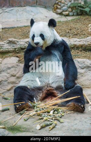 Mangeant de panda géant. Chiang Mai Banque D'Images