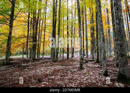 Paysage de la nature d'automne de hêtre avec des feuilles jaunes colorées dans une forêt Banque D'Images