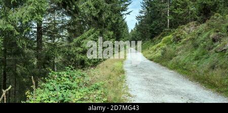 Sentier sur route de terre dans une grande forêt de sapins, tiré à la lumière de l'été près de Ruhestein, Forêt Noire, Baden Wuttenberg, Allemagne Banque D'Images