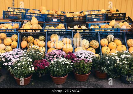 Beaucoup de citrouilles et de fleurs décoratives sur le marché agricole. Saison des fêtes de Thanksgiving et décor d'Halloween. Vers d'automne, consépt natura d'automne Banque D'Images