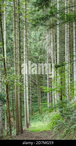 Paysage avec chemin vert parmi les grands arbres dans les bois, tourné dans la lumière d'été près d'Ibach, Forêt Noire, Baden Wuttenberg, Allemagne Banque D'Images