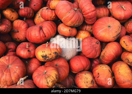 Beaucoup d'énormes et mini citrouilles décoratives sur le marché agricole. Saison des fêtes de Thanksgiving et décor d'Halloween. Foies d'automne, texture naturelle d'automne Banque D'Images