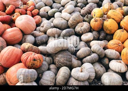 Beaucoup d'énormes et mini citrouilles décoratives sur le marché agricole. Saison des fêtes de Thanksgiving et décor d'Halloween. Foies d'automne, texture naturelle d'automne Banque D'Images