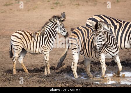 Bébé zèbre moelleux avec des pacanes de boeuf assis sur son dos debout dans la boue dans le parc Kruger en Afrique du Sud Banque D'Images