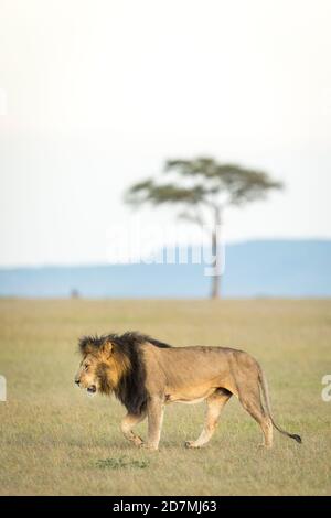 Lion marchant dans les plaines d'herbe de Masai Mara avec un Arbre en arrière-plan au Kenya Banque D'Images