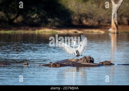 Héron gris avec ses ailes larges ouvert au soleil du matin Assis sur le dos de l'hippopotame à Kruger Park en Afrique du Sud Banque D'Images