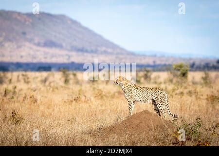 Guépard adulte debout sur un termite regardant alerte avec Une montagne de bateaux en arrière-plan dans Kruger Park in Afrique du Sud Banque D'Images
