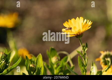 Les marigolds orange fleuris se balancent dans le vent, un bouquet de fleurs orange-jaune sur un fond vert flou. Banque D'Images