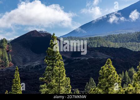 Pinus canariensis, pins canariens dans le Corona forestal, forêts près de Chinyero dans le parc national de Las Canadas del Teide, Tenerife, Canaries I Banque D'Images