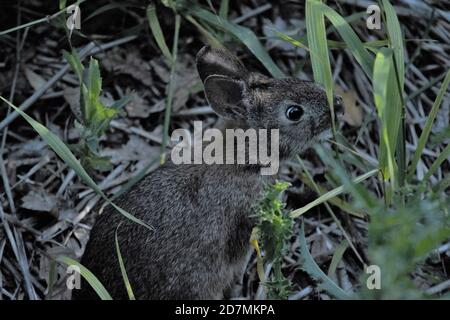 Un lapin sauvage qui atteint un peu d'herbe à la réserve naturelle nationale de Tualatin River. Banque D'Images