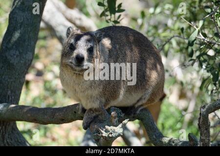 Dassie en Afrique du Sud Banque D'Images