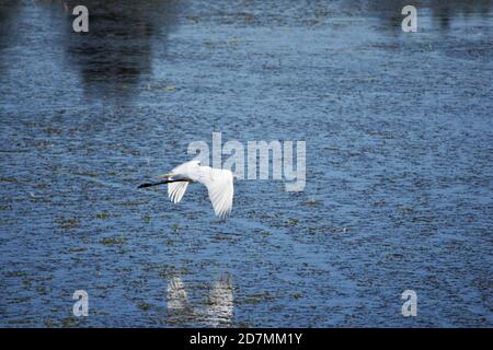 Egret de neige en vol à la réserve naturelle de Tualatin River, en Oregon. Banque D'Images