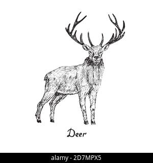 Cerf mâle debout, dessin d'une caniche à la main avec inscription, illustration de contour isolée Banque D'Images