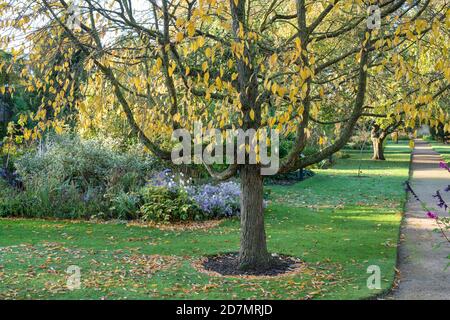 Jardins botaniques d'Oxford en automne. Oxford, Oxfordshire, Angleterre Banque D'Images