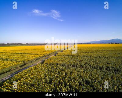 Photo aérienne : paysage toscan typique avec des tournesols Banque D'Images