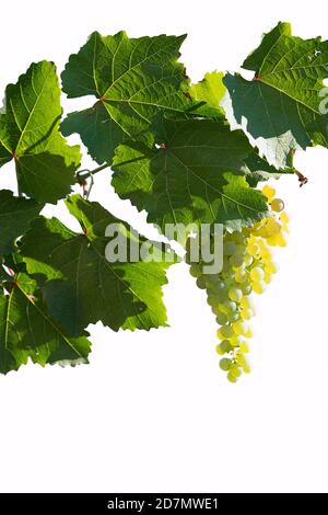 grappes mûres de raisins blancs ou verts avec feuilles illuminées par le soleil sur un fond blanc isolé Banque D'Images