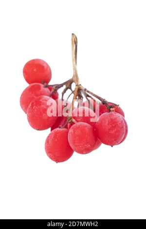 Baies rouges de viburnum ou rowan recouvertes de givre isolés sur fond blanc Banque D'Images