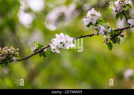 La cerise fleurie dans un jardin botanique de la ville de Minsk, Biélorussie. Printemps à Minsk. Lilas et châtaignes en fleurs. Marchez dans la ville. Banque D'Images