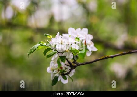 La cerise fleurie dans un jardin botanique de la ville de Minsk, Biélorussie. Printemps à Minsk. Lilas et châtaignes en fleurs. Marchez dans la ville. Banque D'Images