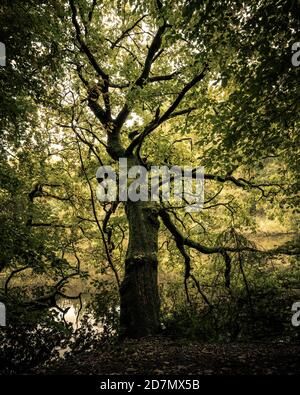 Old Oak Tree, North Yorkshire Banque D'Images