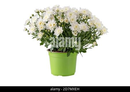 Brousse multiflorale chrysanthème dans le pot isolé. Fleurs blanches et bourgeons bouquet automnal. Banque D'Images