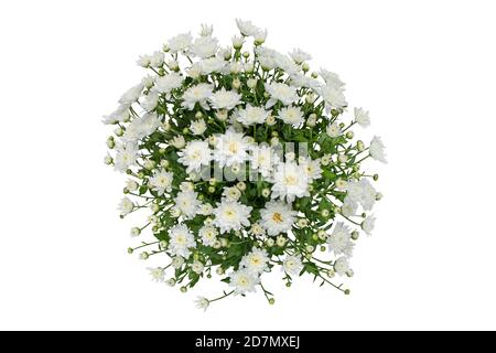 Fleurs de chrysanthème blanc et bouquet de bourgeons isolés vue de dessus. Banque D'Images