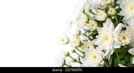 Fleurs de chrysanthème blanc et bourgeons dans le coin du fond blanc. Banque D'Images