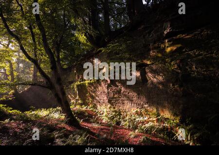 Woodland, Dufton Ghyll, Eden Valley, Cumbria Banque D'Images