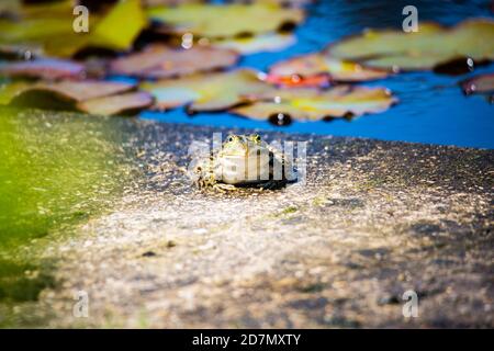 Grenouille dans l'étang du jardin, saison de frai Banque D'Images