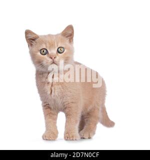 Mignon crème Britannique Shorthair chat chaton, debout face à l'avant. Regarder directement vers l'appareil photo. Isolé sur fond blanc. Banque D'Images