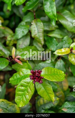 Carolina allépice de la famille des fleurs de l'arbuste. Aussi connu sous le nom de Calycanthus floridus Banque D'Images