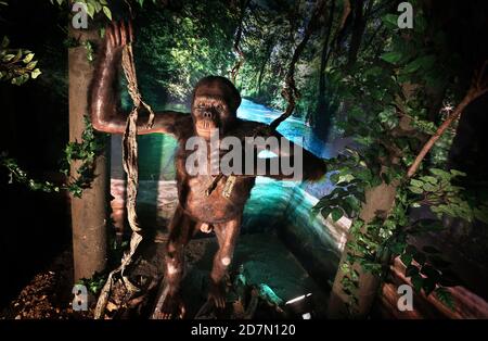 Pforzen, Allemagne. 24 octobre 2020. Une réplique du Danuvius Guggenmosi, également connu sous le nom d''Udo, se trouve dans un paysage primitif. A l'occasion du premier anniversaire de la publication de la découverte des fragments osseux du grand singe vieux d'environ 11.6 millions d'années dans la fosse d'argile voisine de Hammersmith's Forge, deux expositions seront présentées. Credit: Karl-Josef Hildenbrand/dpa - ATTENTION: Seulement pour une utilisation éditoriale dans le cadre d'un rapport sur l'exposition et seulement avec la mention complète de la ci-dessus Credit/dpa/Alay Live News Banque D'Images