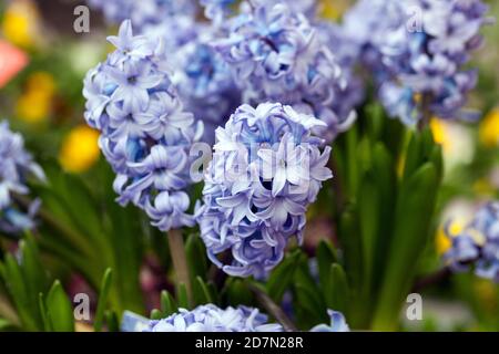 Jardin de printemps fleurs en jacinthe bleue Banque D'Images
